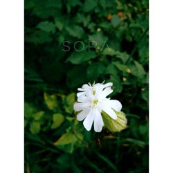 "Ártatlanság" erdei virág fotográfia falikép