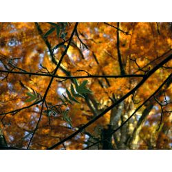   " Az ősz árnyékában " őszi erdei fotográfia falikép
