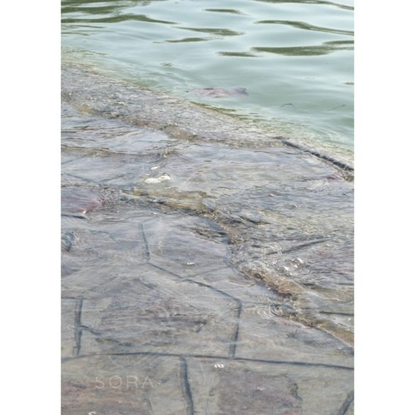 Balaton-part fotográfia falikép