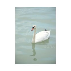 Balaton swan