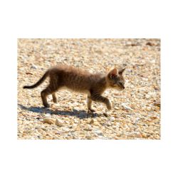 Brown tabby kitten