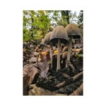 Coprinellus micaceus 1