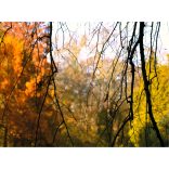 " Erdei színpaletta " fotográfia falikép