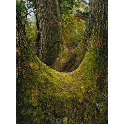 "Északi oldal" fotográfia falikép