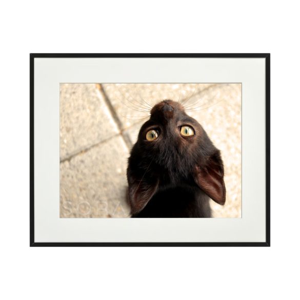 Fekete kiscica fotográfia falikép