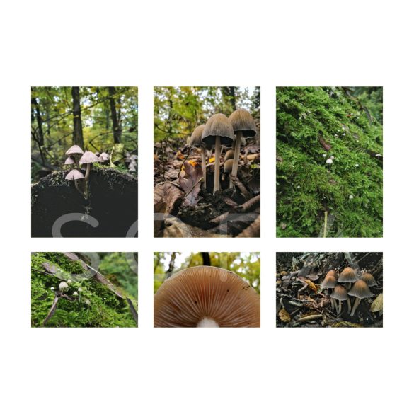 Fungi hat darabos fotókollekció