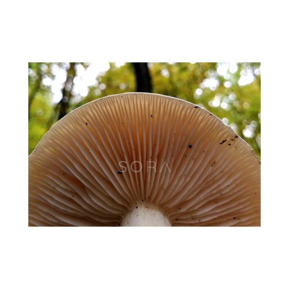 Gombák 6 darabos fotókollekció falikép
