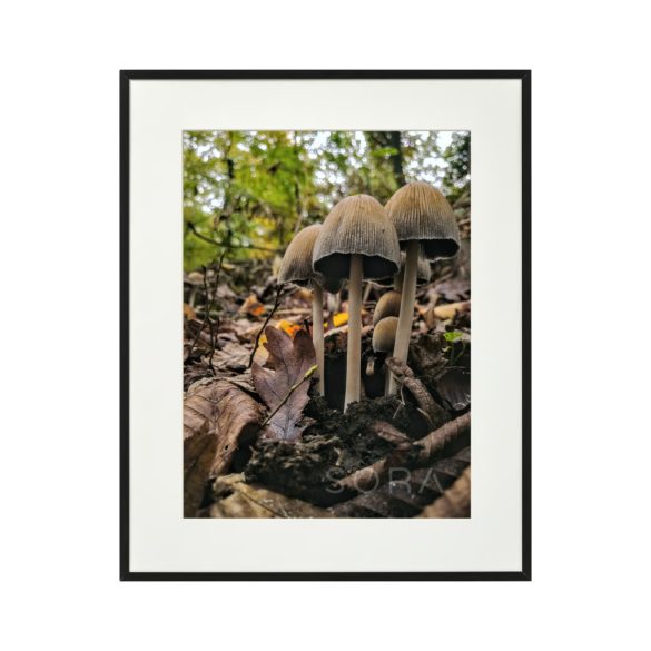 Kerti tintagomba 1 fotográfia falikép