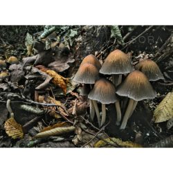 Kerti tintagomba 2 fotográfia falikép