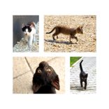 Kittens négy darabos fotókollekció