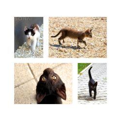 Kittens négy darabos fotókollekció