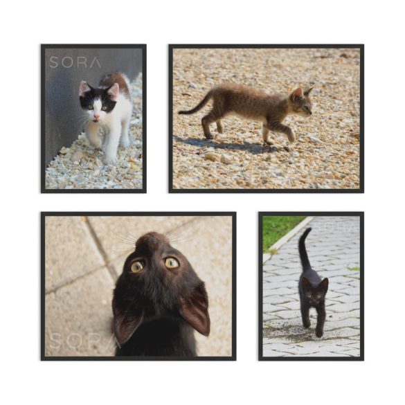 Kittens négy darabos fotókollekció
