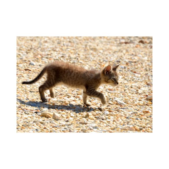 Kittens négy darabos fotókollekció