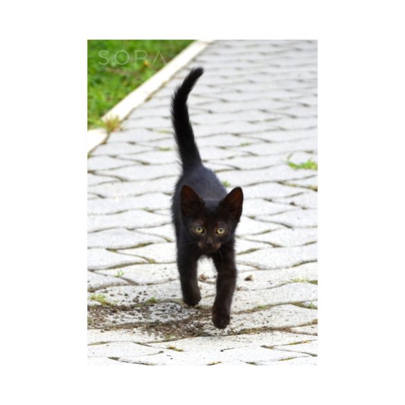 Kittens négy darabos fotókollekció