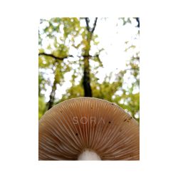 Lactarius chrysorrheus