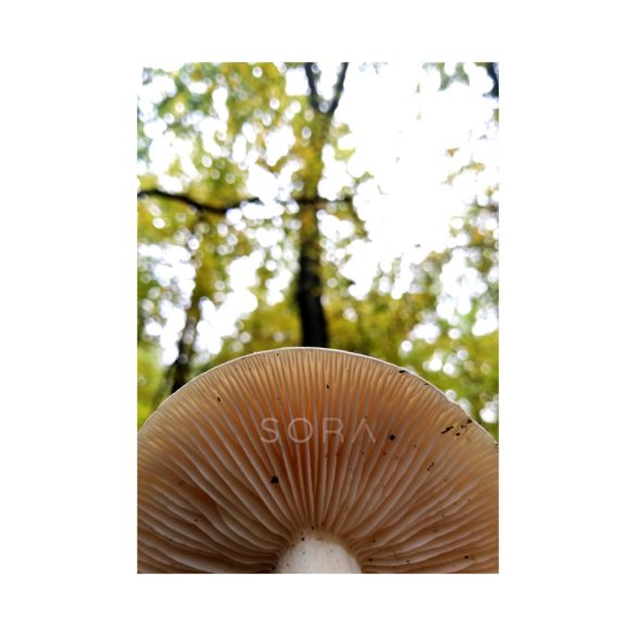 Lactarius chrysorrheus