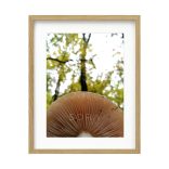 Lactarius chrysorrheus