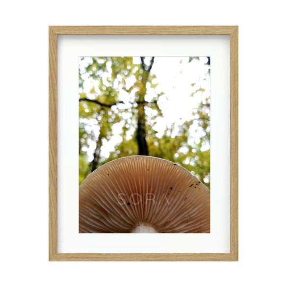 Lactarius chrysorrheus
