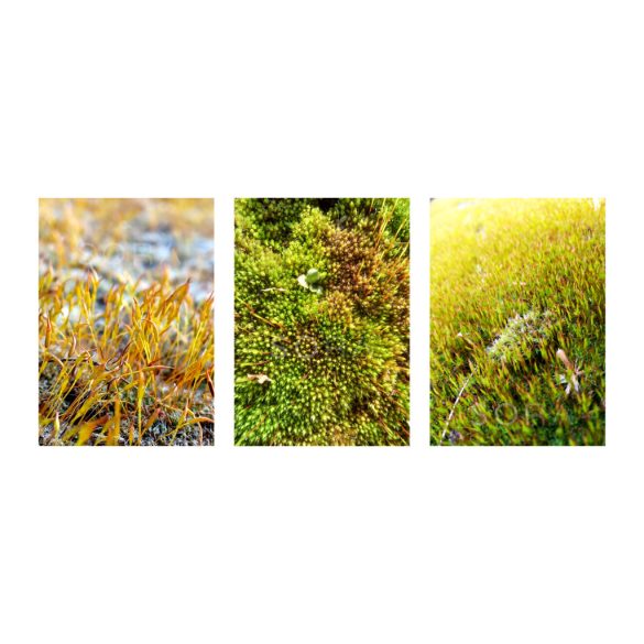 Moss up close három darabos fotókollekció