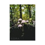 Mycena galericulata