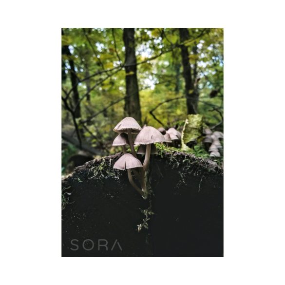 Mycena galericulata