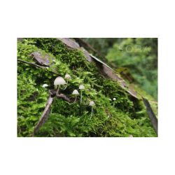 Mycena galopus 2