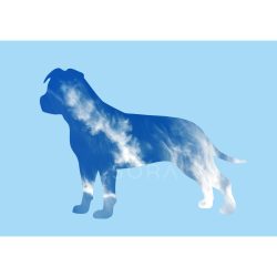   Amerikai staffordshire terrier terrier fotógrafika nyomat falikép