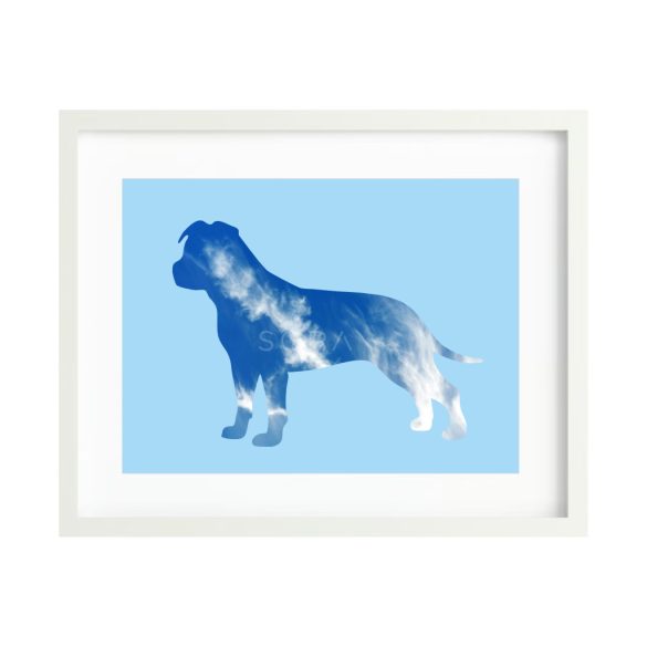 Amerikai staffordshire terrier terrier fotógrafika nyomat falikép