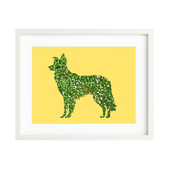 Border collie fotógrafika nyomat falikép