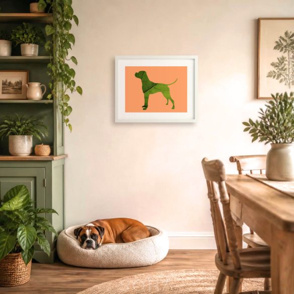 Boxer fotógrafika nyomat falikép