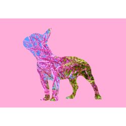 Francia bulldog fotógrafika nyomat falikép