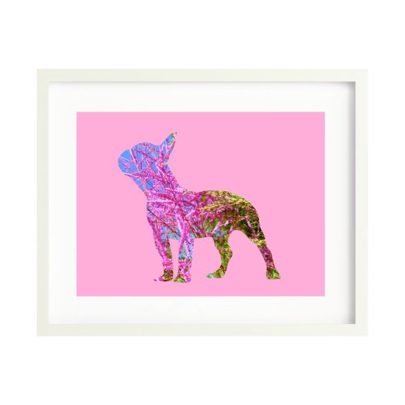 Francia bulldog fotógrafika nyomat falikép