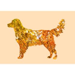 Golden retriever fotógrafika nyomat falikép