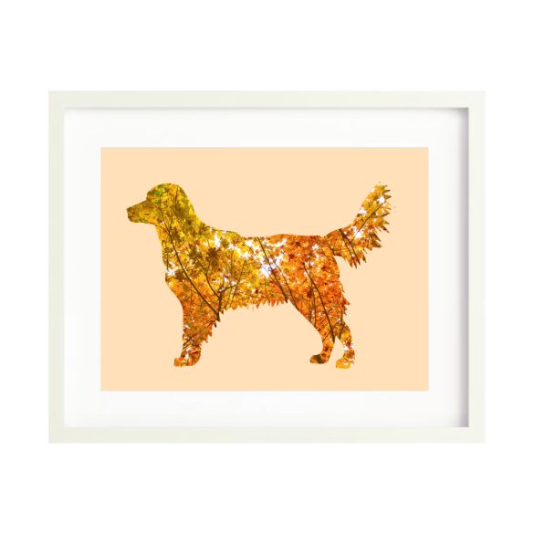 Golden retriever fotógrafika nyomat falikép