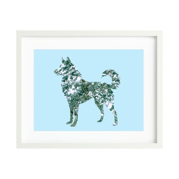Husky fotógrafika nyomat falikép