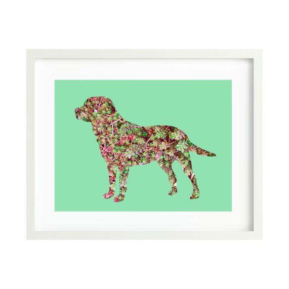 Labrador fotógrafika nyomat falikép