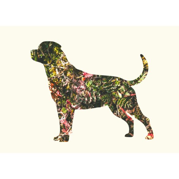 Rottweiler fotógrafika nyomat falikép