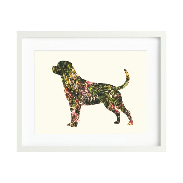 Rottweiler fotógrafika nyomat falikép