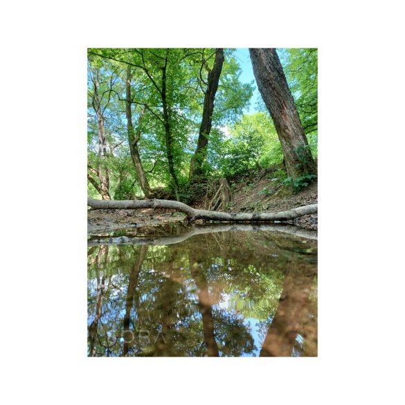 Pitchfork creek