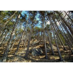 Sziklás fenyves fotográfia falikép