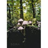 Rózsáslemezű kígyógomba fotográfia falikép