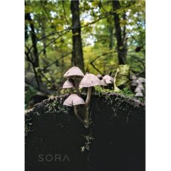Rózsáslemezű kígyógomba fotográfia falikép