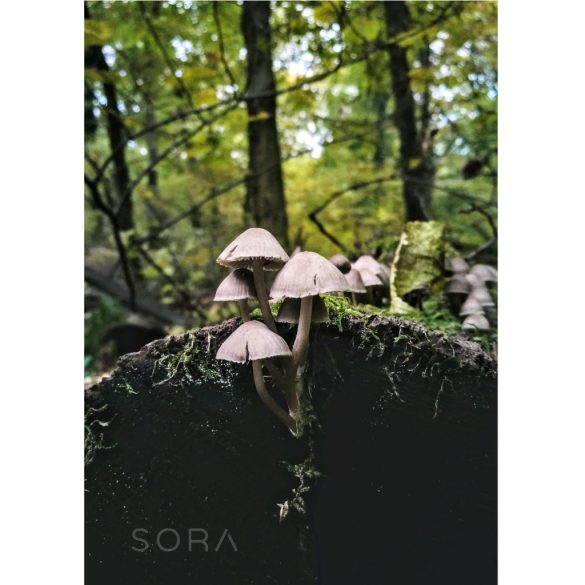 Rózsáslemezű kígyógomba fotográfia falikép