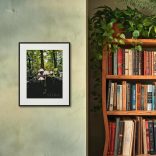 Rózsáslemezű kígyógomba fotográfia falikép