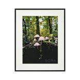 Rózsáslemezű kígyógomba fotográfia falikép