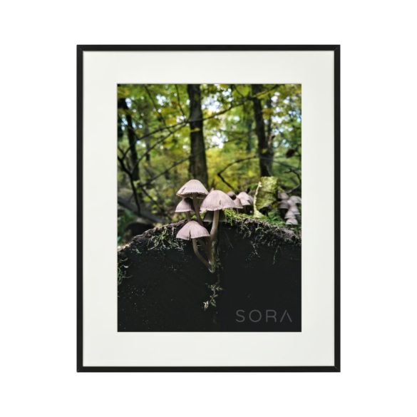 Rózsáslemezű kígyógomba fotográfia falikép