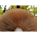 Sárgulótejű tejelőgomba fotográfia falikép