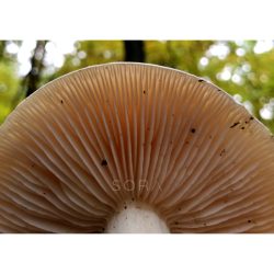 Sárgulótejű tejelőgomba fotográfia falikép