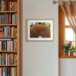 Sárgulótejű tejelőgomba fotográfia falikép