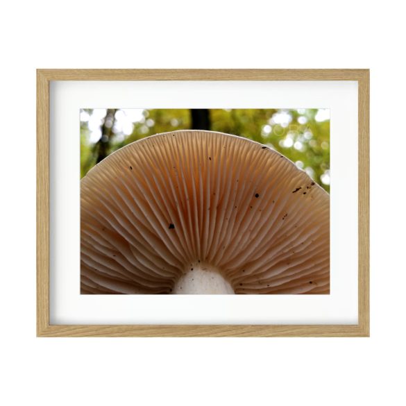 Sárgulótejű tejelőgomba fotográfia falikép